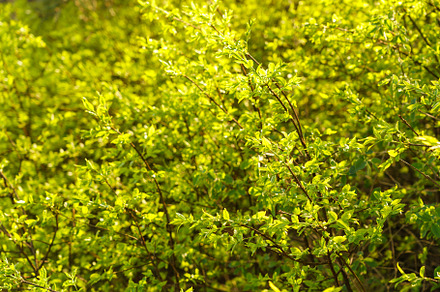 Full frame image of dense lime green shrub with young leaves in late spring or