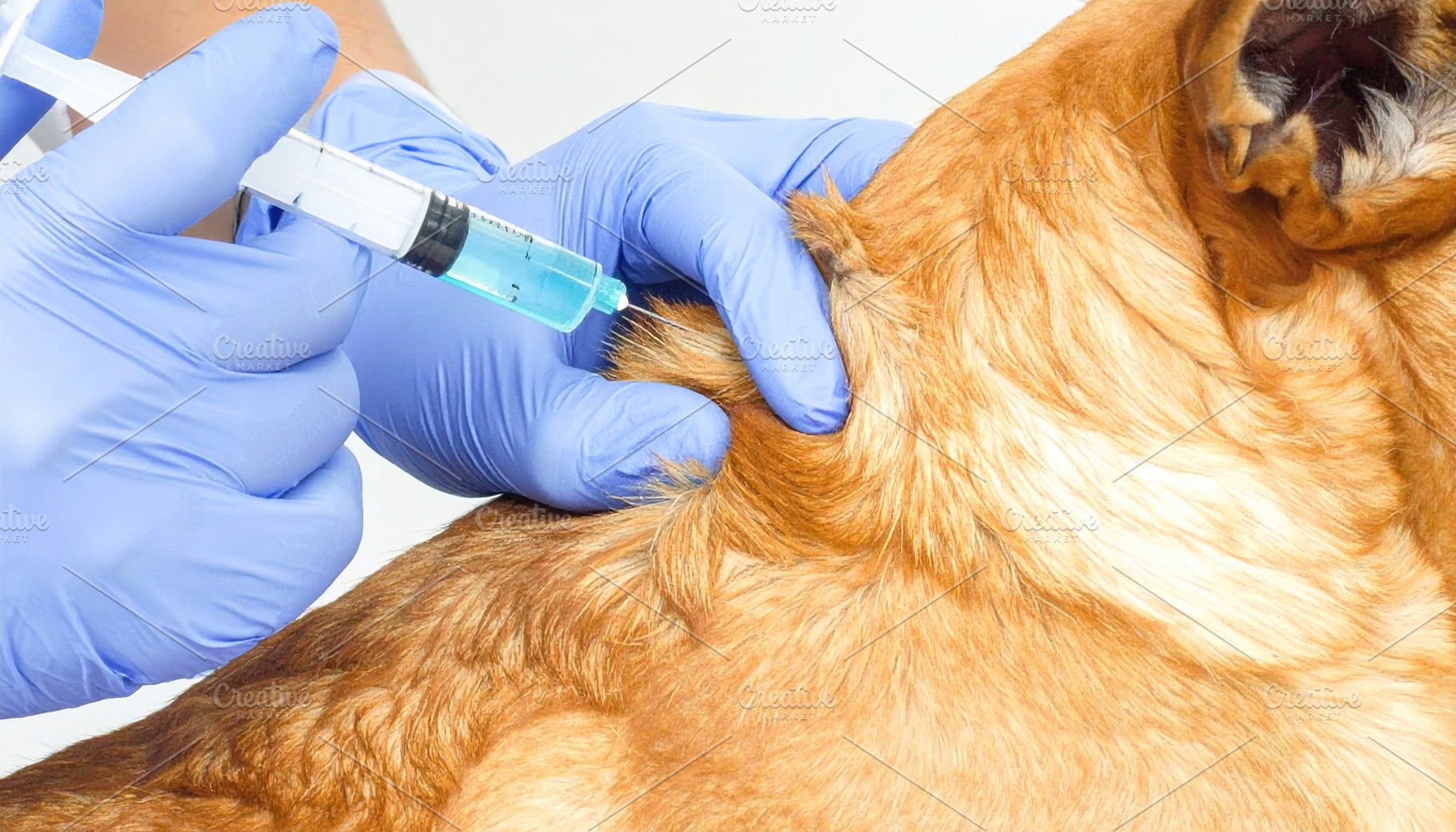 Dog Receiving Injection at Veterinary Clinic, an Animal Photo by Davizro's Market