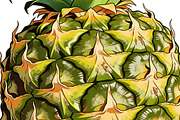 All Fruits Bundle Master Collection, a Food & Drink Photo by FlyeredTemplate (Thumbnail 88 of 130)