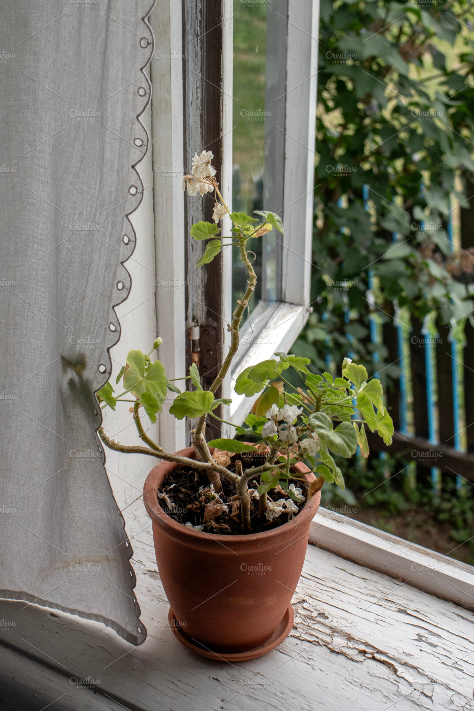 On the window there are curtains, a Background Photo by Schreibikus