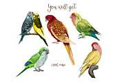 Watercolor small parrots, an Illustration by NNclipart (Thumbnail 2 of 4)