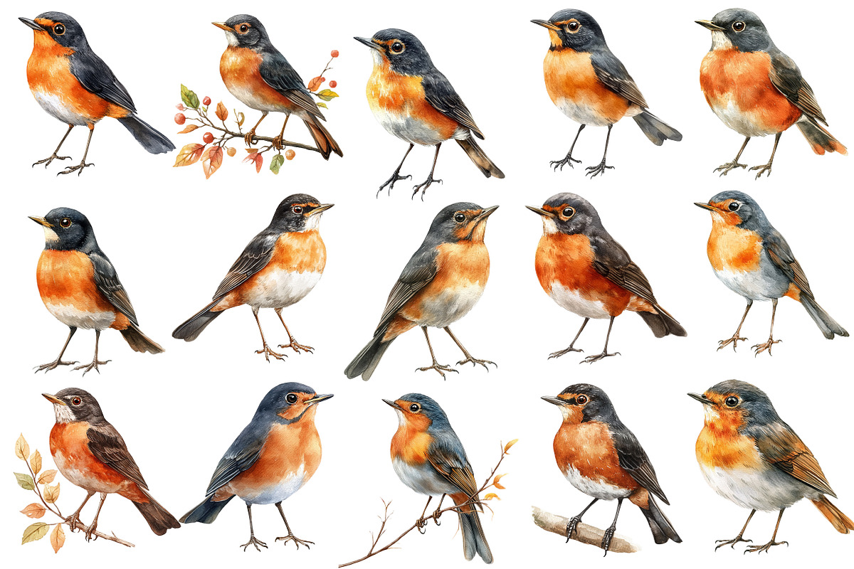 Autumn American Robin Bird Clipart, an Illustration by SinaCreation (Photo 2 of 5)