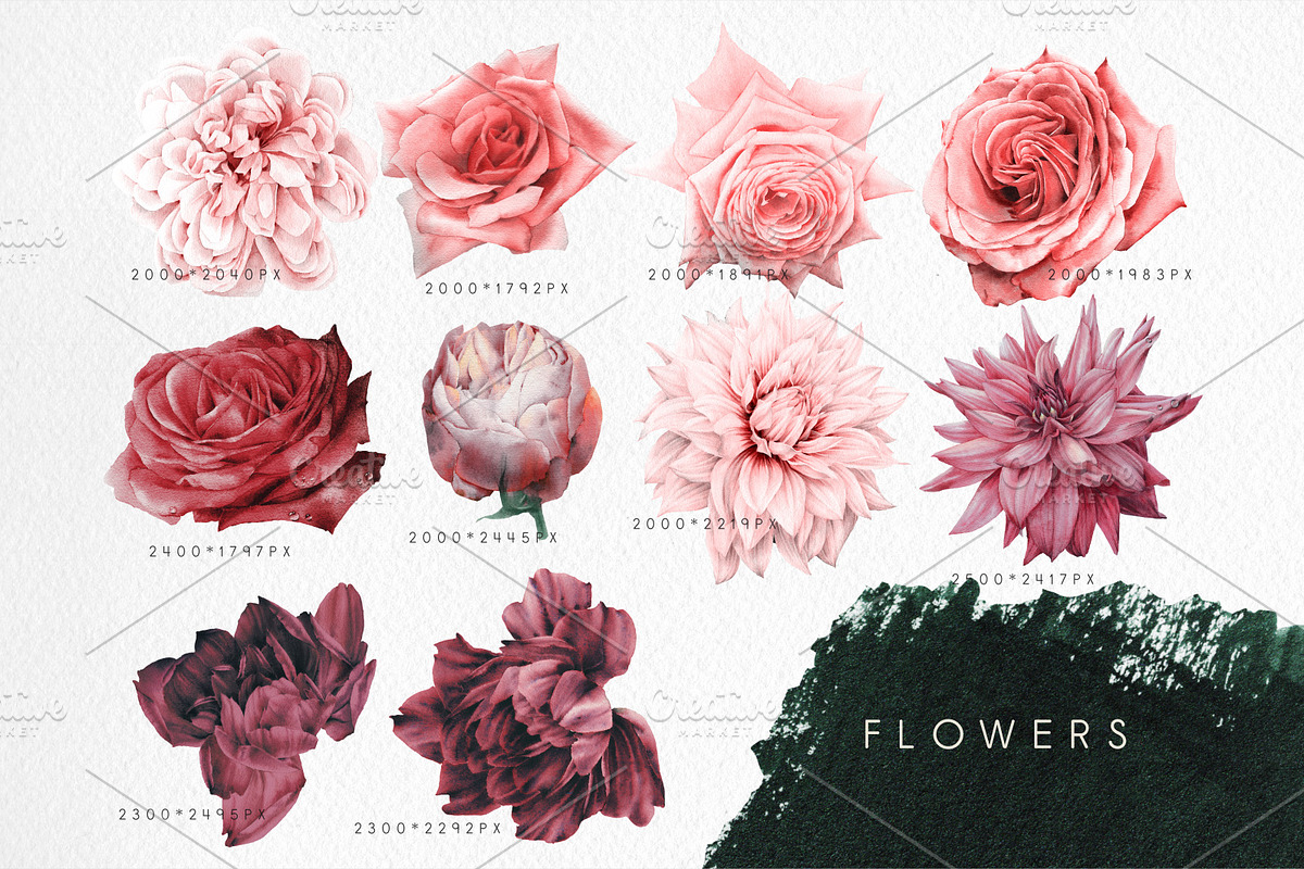 WATERCOLOR BUNDLE Peonies & Roses, an Illustration by ollalya (Photo 72 of 101)