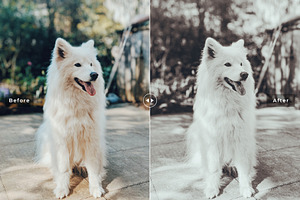 My Dog Lightroom Presets