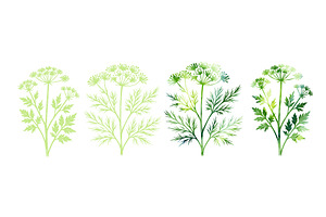 Parsley and dill herbs in watercolor, a Food Illustration by Nenahliadava Design