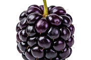 All Fruits Bundle Master Collection, a Food & Drink Photo by FlyeredTemplate (Thumbnail 32 of 130)