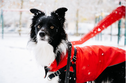 Young border collie dog in the snow