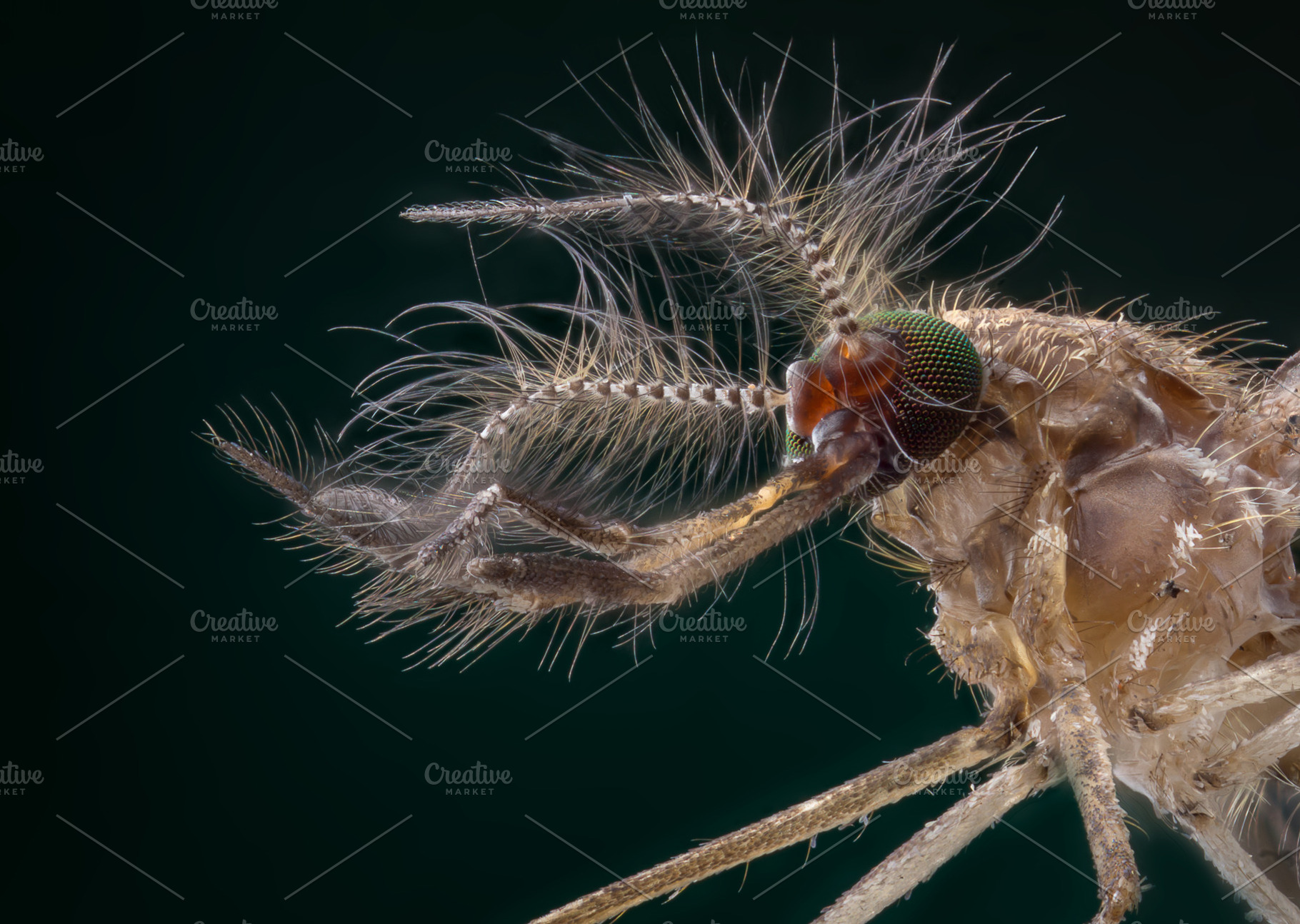Male mosquito portrait, an Animal Photo by vmenshov