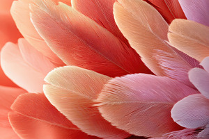 Close-up of delicate bird feathers, a Nature Photo by AlyaAnd