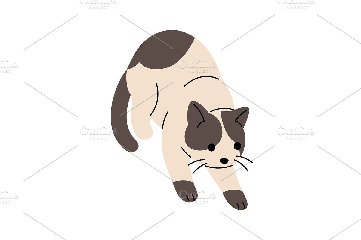 Cartoon Siamese cat with brown spots, an Animal Illustration by GraphiShop