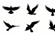 Flying Bird Silhouette Bundle, an Illustration by hafijul (Thumbnail 2 of 10)