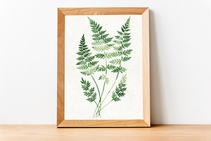 Ferns Bundle