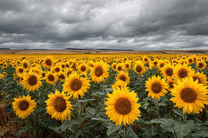 Sunflower field under dramatic sky v, a Photo by Pixeness Studio