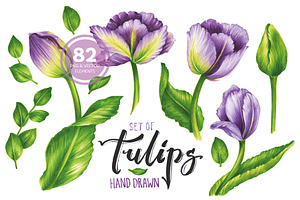 Vector Set Of Violet Tulips