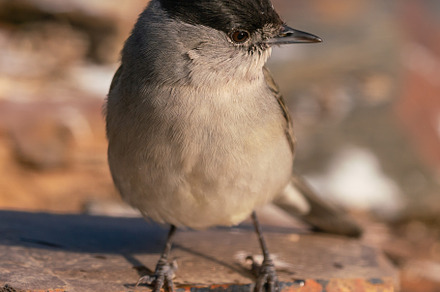 Sylvia atricapilla