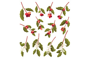 Branches of Coffee Plant with Ripe, an Object Illustration by the8monkey