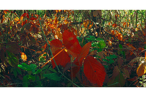 Trees Foliage Leaves Turn Yellow