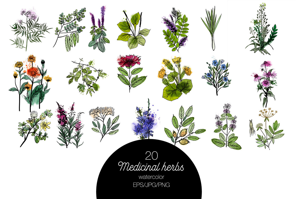Watercolor medicinal herbs, an Illustration by Tatiana Davidova (Photo 3 of 5)