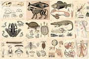 Dybdahl's Zoological Charts, an Animal Illustration by Digital Museum (Thumbnail 5 of 9)