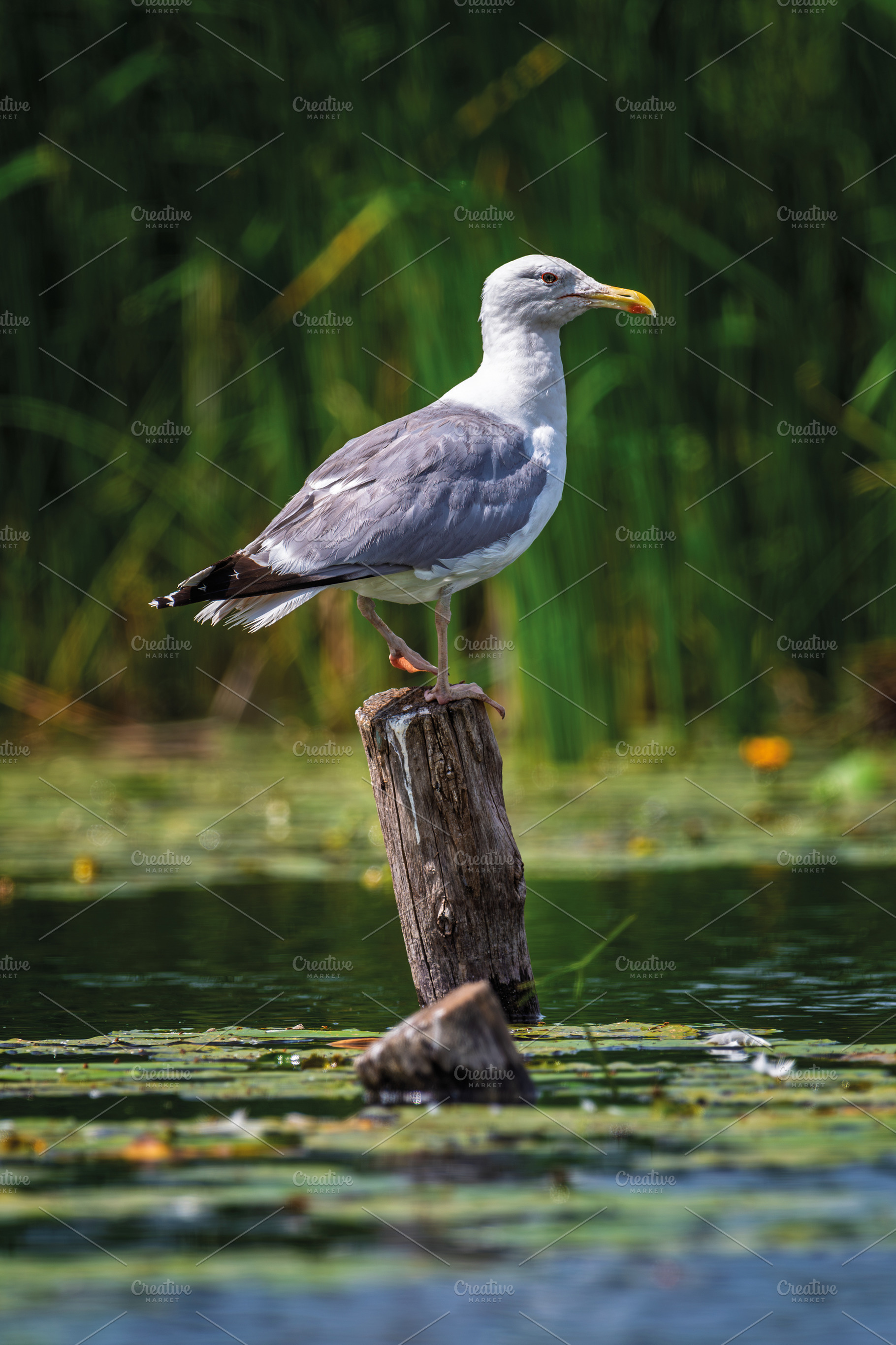 Alone gull sits on a dry tree trunk in the middle of a pond, an Animal Photo by Byrdyak