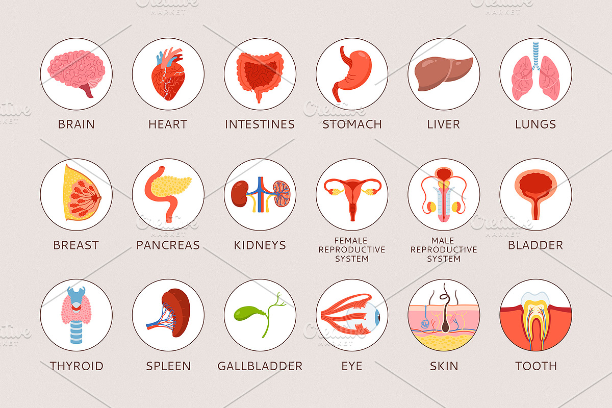 Human internal organs illustration, a Healthcare Illustration by Neliakott ♥ (Photo 6 of 7)