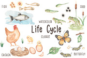 Watercolor Life Cycle Bundle, an Education Illustration by MayaNavits (Thumbnail 2 of 22)