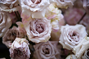 A Garden of Roses | Wedding, Events, a Nature Photo by Farewell (Thumbnail 34 of 41)