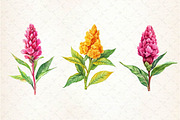 Celosia Flower Clipart, an Illustration by Dream Creation (Thumbnail 6 of 6)