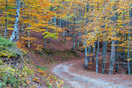 Beech forest on the way to the Vegabaño mountain refuge in Soto de Sajambre, P