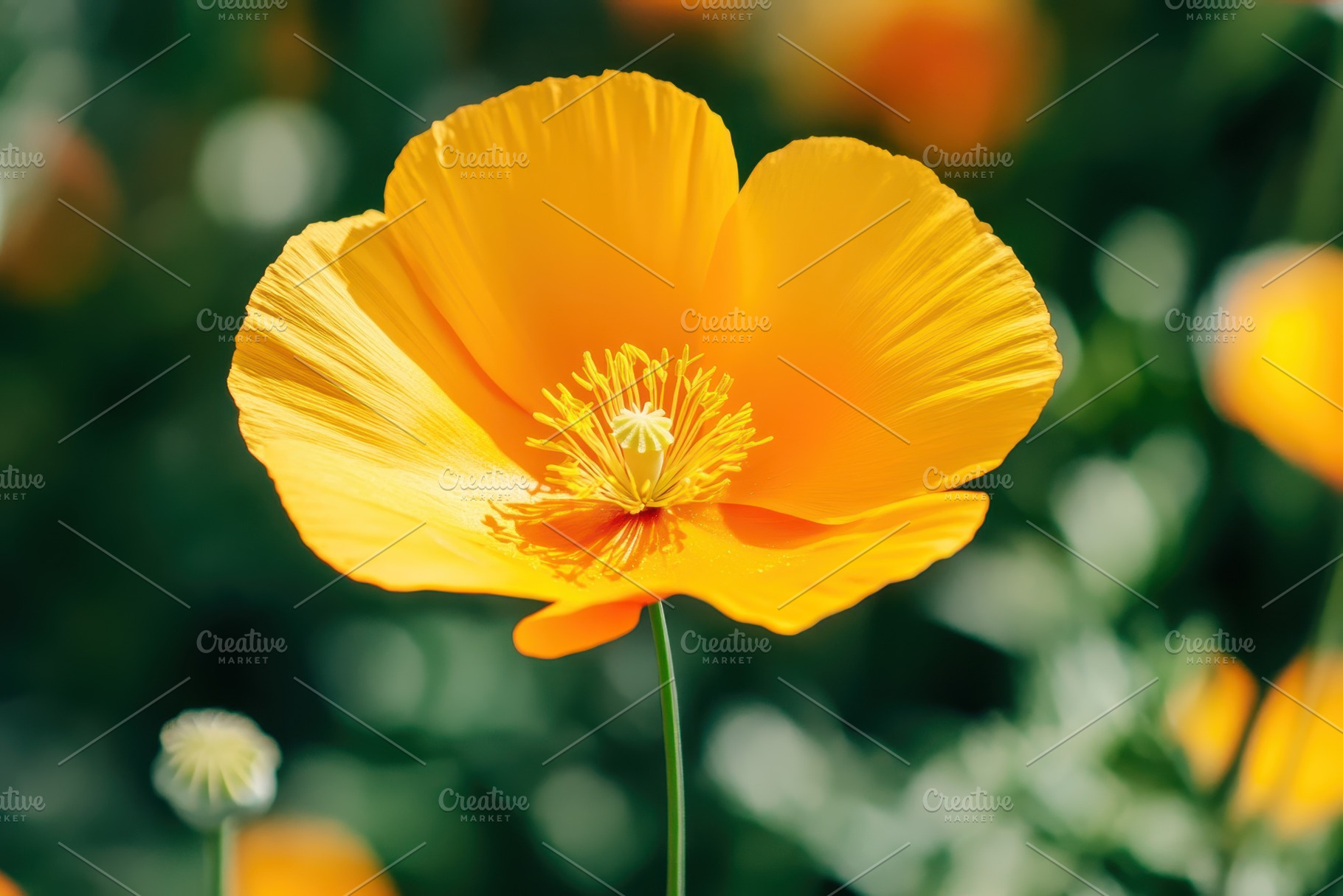California poppy bloom in vibrant, a Photo by Pavel_design