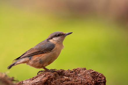 Eurasian nuthatch perching on a tree., an Animal Photo by CreativePhotoSpain