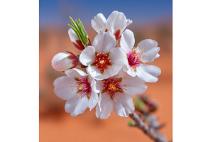 A blossoming flower on an almond, a Nature Photo by ZinetroN