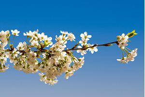 Blooming White Cherry Tree Branches
