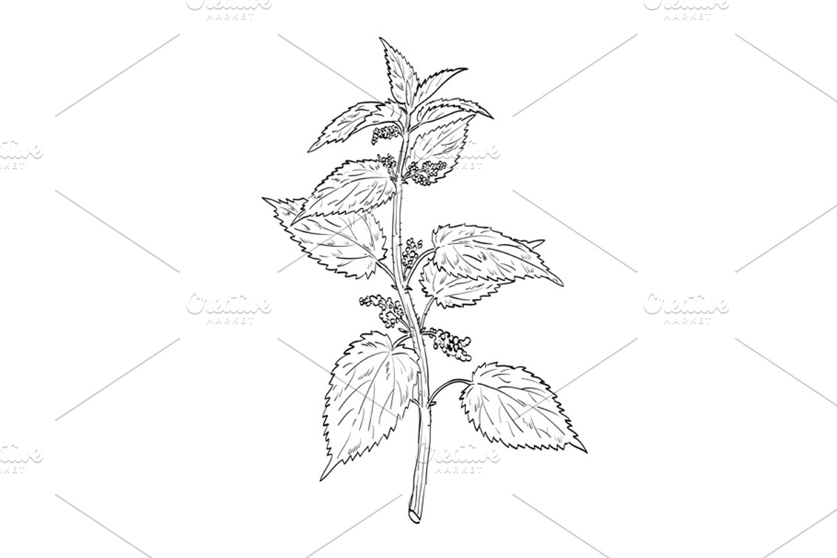 Stinging Nettle Wild Plant Drawing, a Decorative Illustration by patrimonio (Photo 1 of 3)