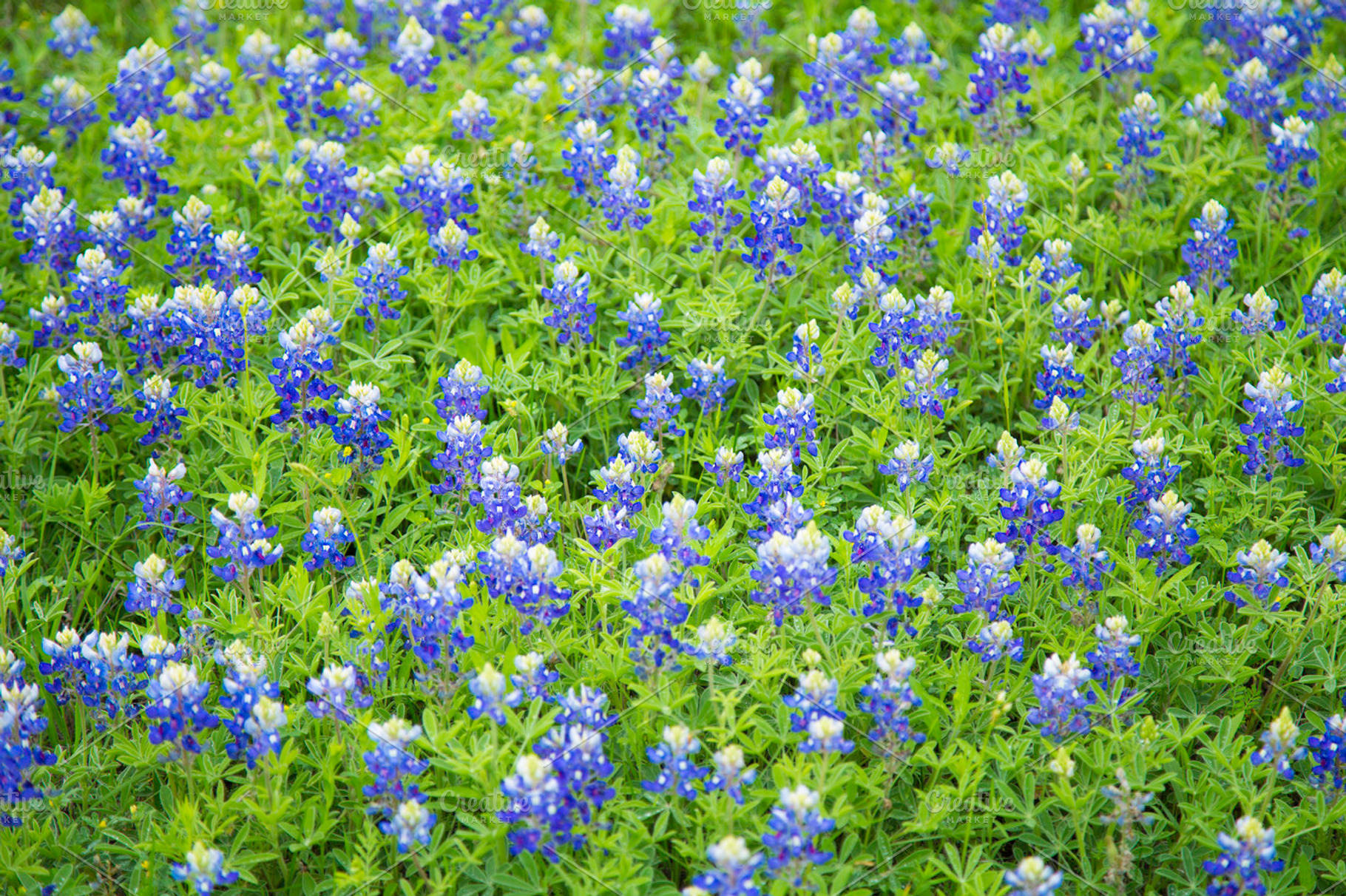 Texas Blue Bonnets in Spring, a Nature Photo by movielighter
