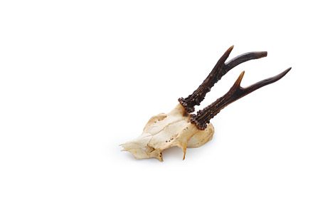 Vintage old deer skull on white background isolated with text sp, a Food & Drink Photo by Asya Nurullina