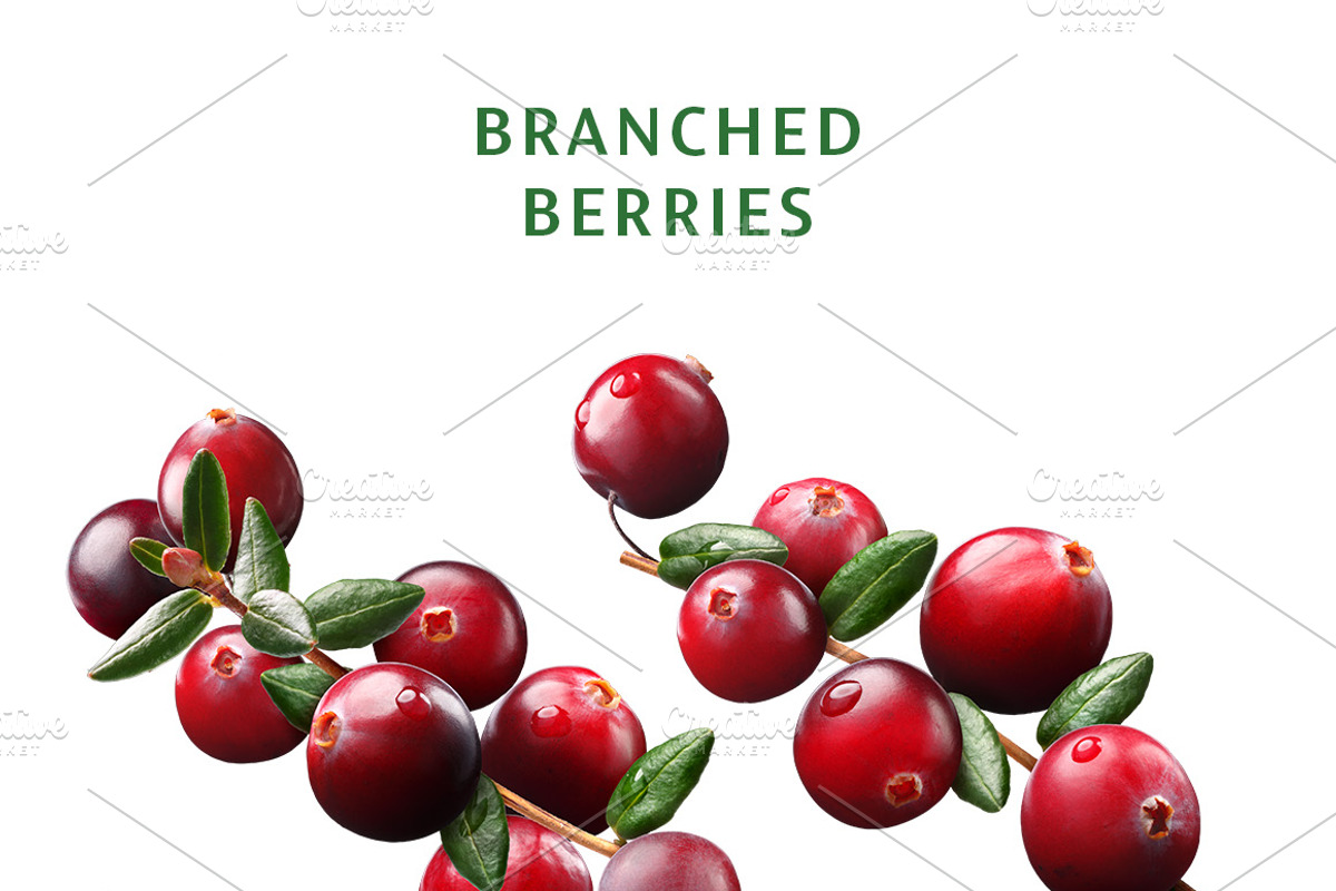 Cranberries—46 images, an Object Graphic by Hortimages (Photo 4 of 8)