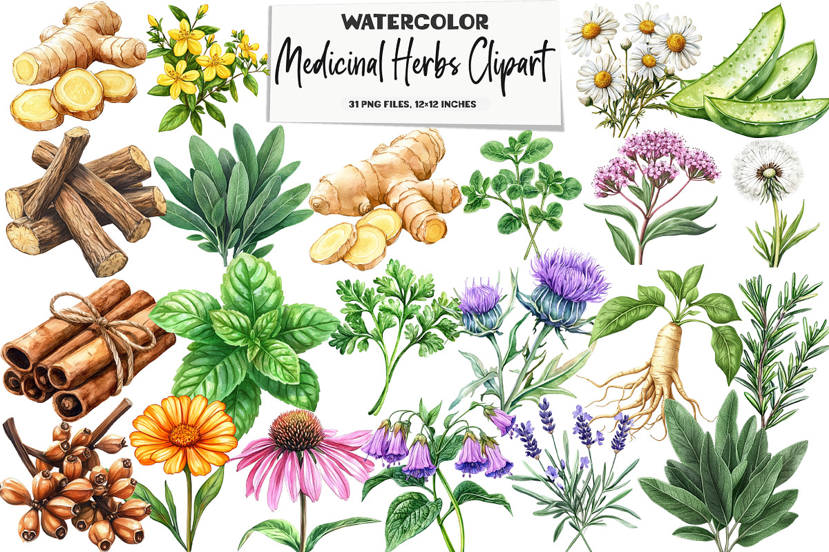 Medicinal Herbs Clipart, an Illustration by DreamArtGraphic (Photo 1 of 5)