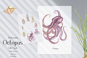 Watercolor Octopus Life Cycle Set, an Education Illustration by MayaNavits (Thumbnail 5 of 7)