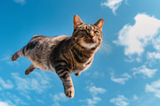 116 Flying animals, an Animal Photo by Handmadefont (Thumbnail 40 of 119)