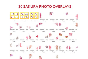 30 Sakura Photo Overlays