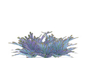 Selaginella V3, an Environmental 3D Model by AndrewWhite (Thumbnail 6 of 9)
