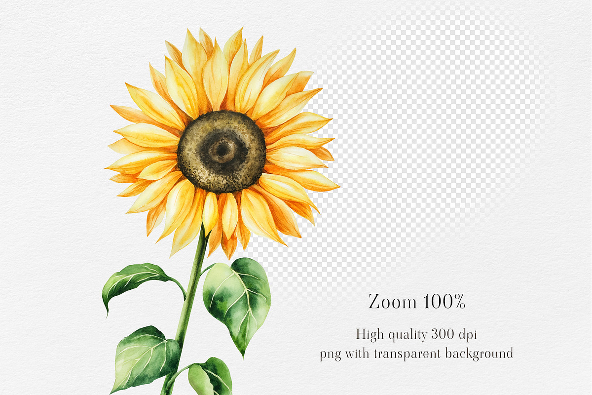 Watercolor Sunflowers Collection, a Seasonal Illustration by Navenzeles (Photo 6 of 12)