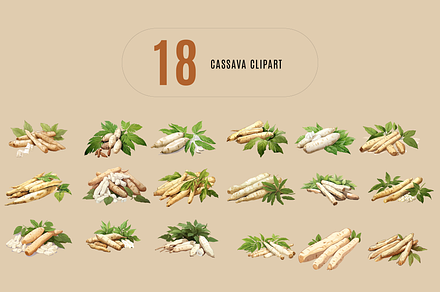 Fresh cassava illustration clipart