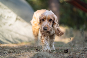 Curious Dog Walking Near Camping Tent Outdoors, an Animal Photo by Red Hot Chili Pepper Shop