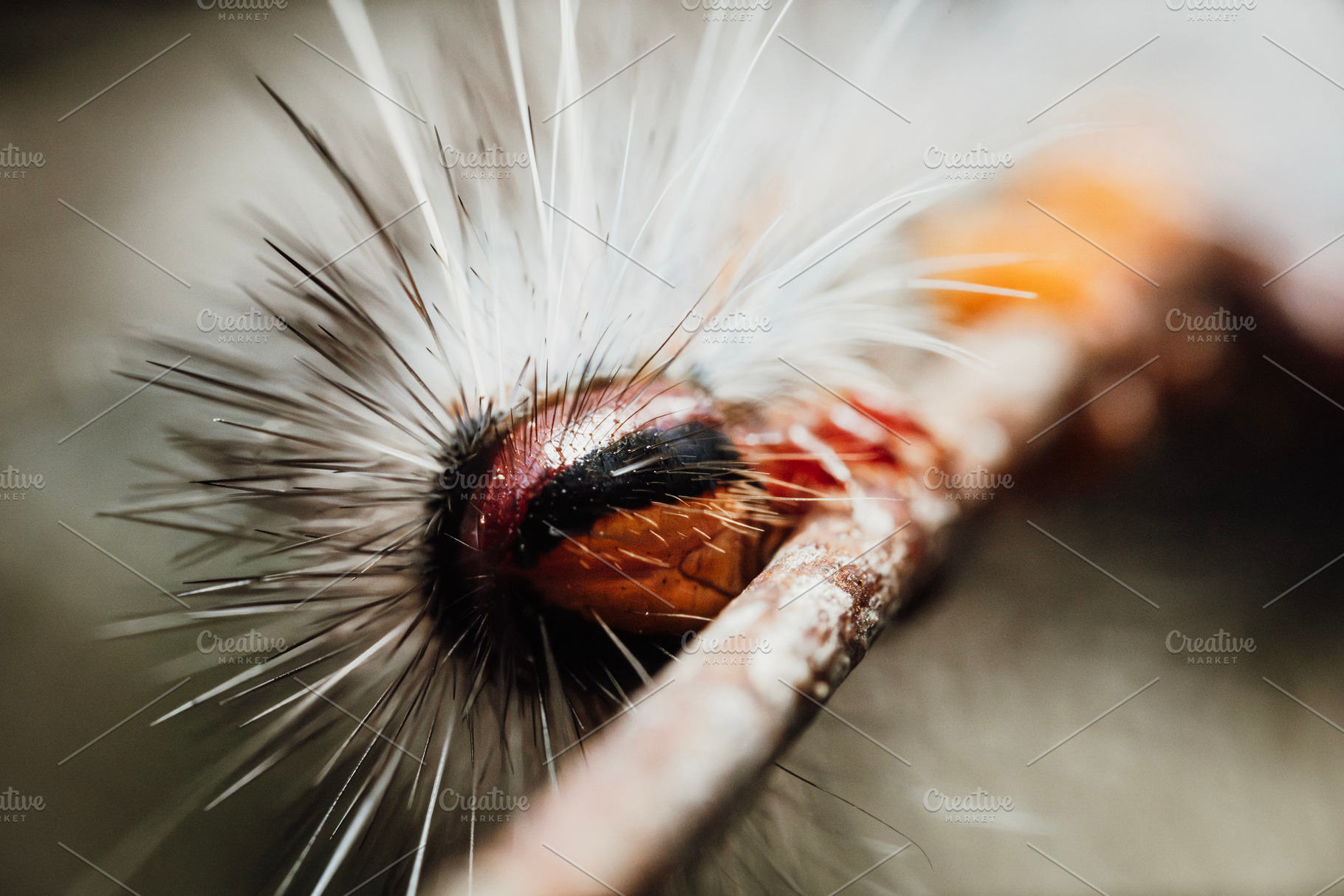 Caterpillar of a Black Spot Moth, an Animal Photo by Rob D