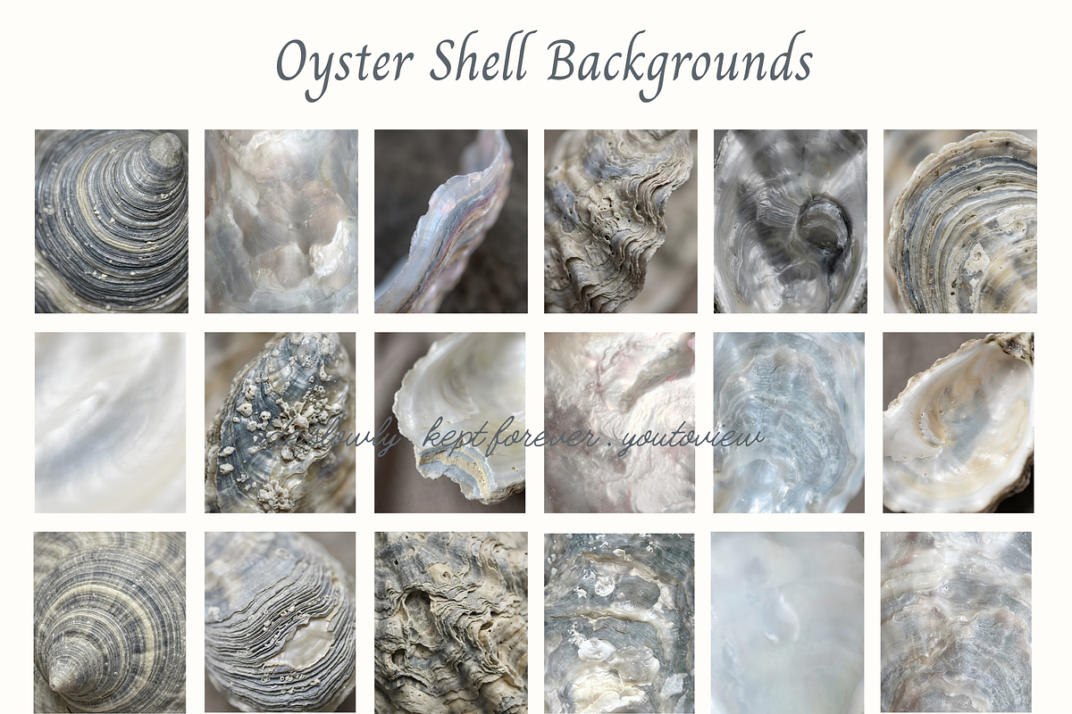Oyster Shell Textures Backgrounds, a Background Graphic by youtoview (Photo 5 of 12)