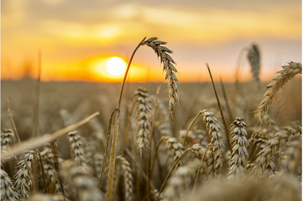 Golden wheat field at sunset, an Industrial Photo by volodymyrshtun13795