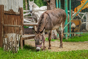 Domestic donkey going for a walk in, an Animal Photo by AlexBush