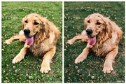 World of Pets Dogs Lightroom Presets, a Preset Add-On by HappyNews (Thumbnail 7 of 7)